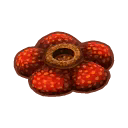 Int oth rafflesia.png