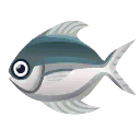 Fish Manakatsuo.png