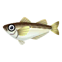 Fish hatahata.png