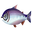 Fish kingsalmon.png