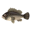 Fish Kurosoi.png