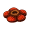 Int oth rafflesia.png