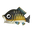 Fish Koi.png