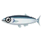 Pacific Saury.png