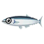 Pacific Saury.png