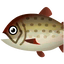 Fish Itou big.png