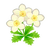 Ev flower 085 00.png