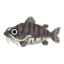 Fish tigernose.png