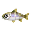 Fish ooiwana.png