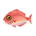 Island Red Snapper