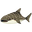 Whale Shark.png