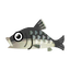 Fish nigoi.png