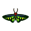 Insect akaeri.png