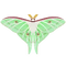Insect Omizuao.png