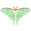 Insect Omizuao.png