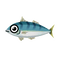 Atlantic Mackerel.png