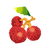 Fg lychee d.png