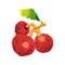 Fg lychee d.png